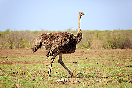 南非,鸵鸟,鸵鸟属,骆驼,成年,女性,跑,克鲁格国家公园,非洲