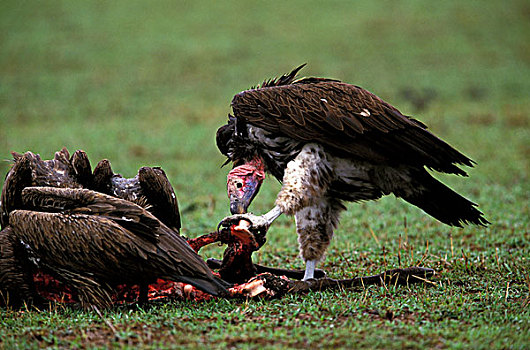 肯尼亚,马塞马拉野生动物保护区,努比亚秃鹫,肉垂秃鹫