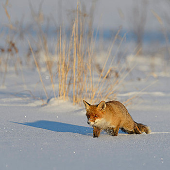 红狐,狐属,走,积雪,冰冻,湖,夜光,波希米亚风格,树林,捷克共和国,欧洲