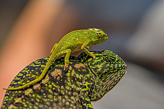 madagascar马达加斯加变色龙家族chameleon