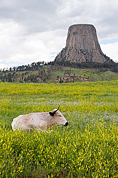 公牛,躺下,草场,靠近,魔鬼塔国家纪念碑,怀俄明,美国