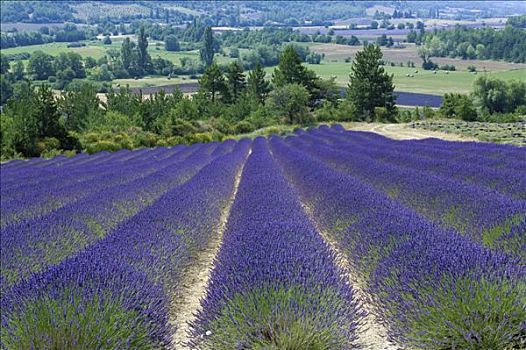 盛开,薰衣草种植区,普罗旺斯,法国