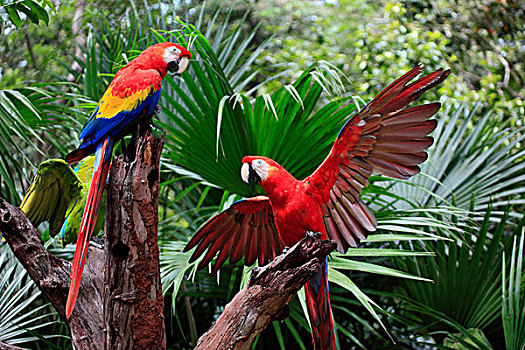 绯红金刚鹦鹉,成年,一对,洪都拉斯,加勒比海,中美洲,拉丁美洲