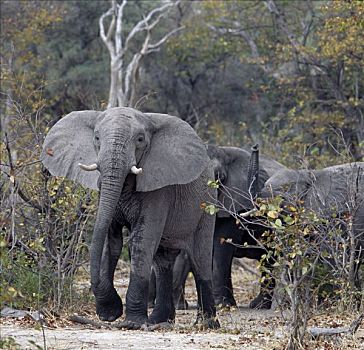大象,家族,头部,看,威胁,林地,莫瑞米,野生动植物保护区,一个,后代,象鼻,只有,区域,奥卡万戈三角洲,无障碍,机动车