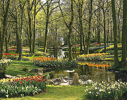 荷兰,荷兰南部,库肯霍夫公园,花,公园,春天