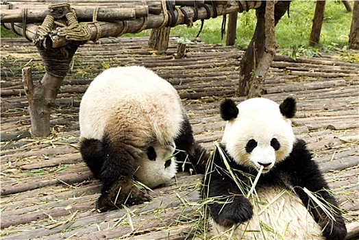 两个,熊猫,熊