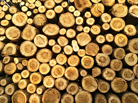 木材纹理,木头,伐木
