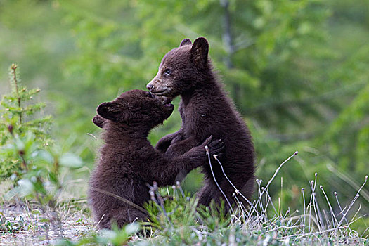 黑熊,美洲黑熊,碧玉国家公园,艾伯塔省,加拿大