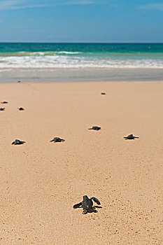 斯里兰卡,幼仔,海龟,出海,第一,时间,乌纳瓦图纳