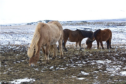 牧群,冰岛马,冬天