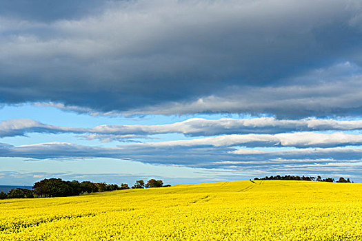 景色,乡村,亮黄色,油菜地,乌云,天空,苏格兰