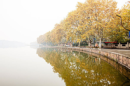 杭州,西湖,北山路,清晨,梧桐树,风光