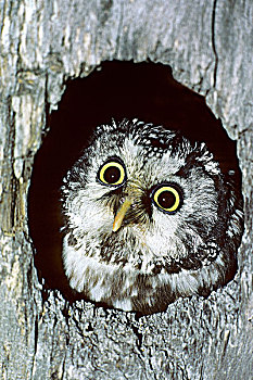 成年,鬼鸮,凝视,巢穴,艾伯塔省,加拿大