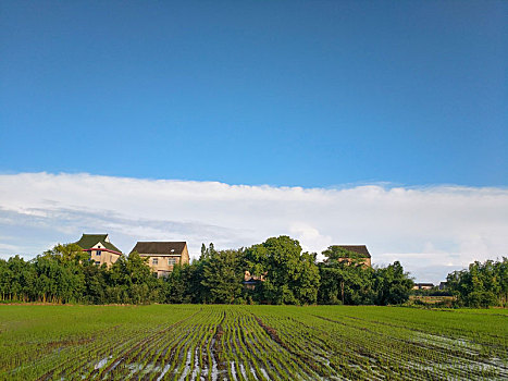 水乡稻田,田园风光,夏日乡村