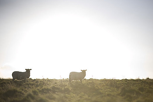 绵羊,放牧,阳光