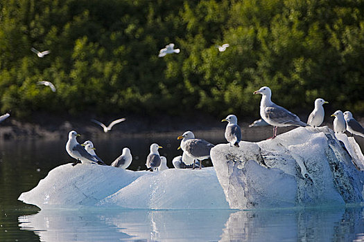 三趾鸥,海鸥,坐,冰山,湾,海洋公园,阿拉斯加