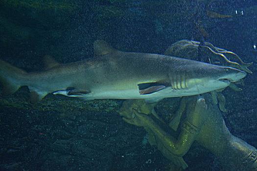 水族馆鲨鱼