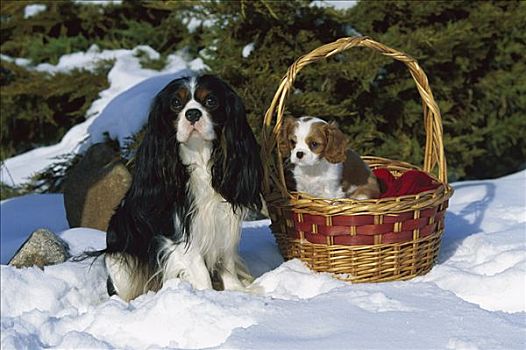 查尔斯王犬,狗,成年,小狗,雪中