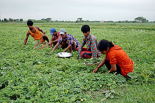 蔬菜,地点,孟加拉,七月,2007年