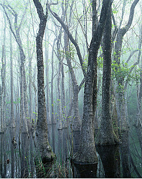 沼泽,国家森林,佛罗里达,美国