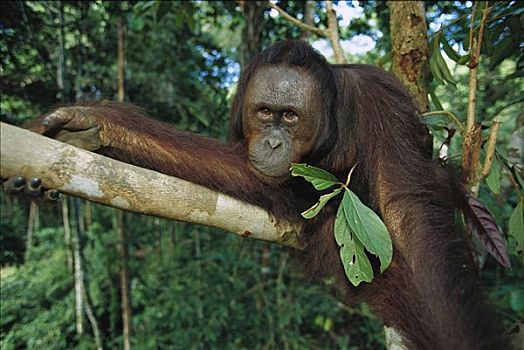 猩猩,黑猩猩,树上,婆罗洲