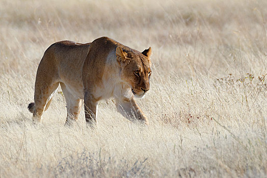 雌狮,狮子,走,干草,警惕,埃托沙国家公园,纳米比亚,非洲