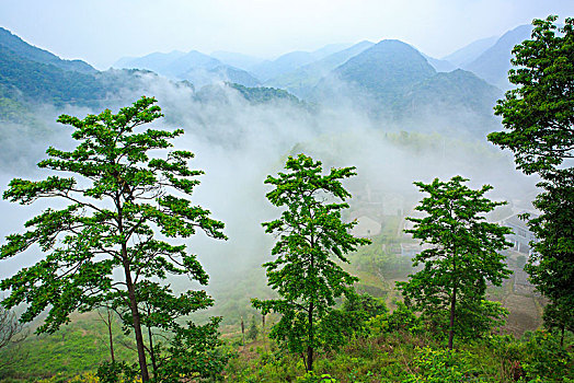 山,树林,雾气,云海,氤氲,绿色,树木,乡村