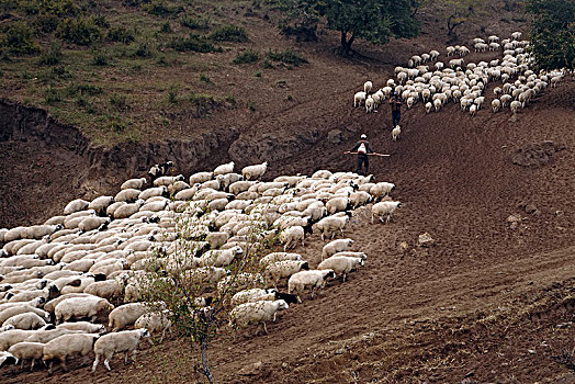上坡的羊群