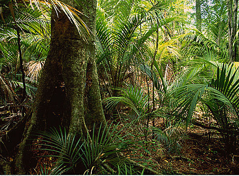 热带,植被,澳大利亚