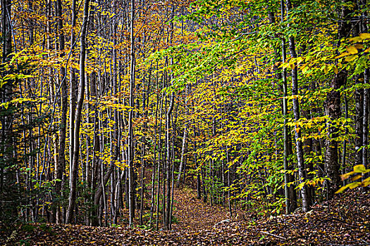 徒步旅行,树林,苔藓,秋天,自然,区域,佛蒙特州,美国