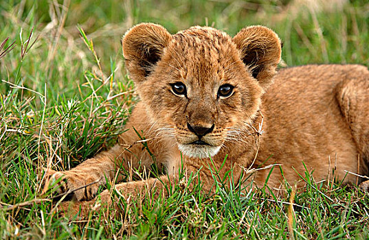 狮子,幼兽,马赛马拉,肯尼亚,非洲