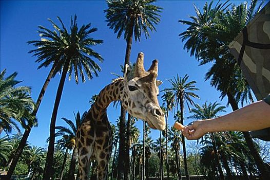长颈鹿,动物园,西班牙
