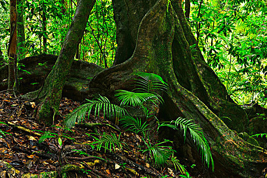树干,雨林,峡谷,国家公园,昆士兰,澳大利亚