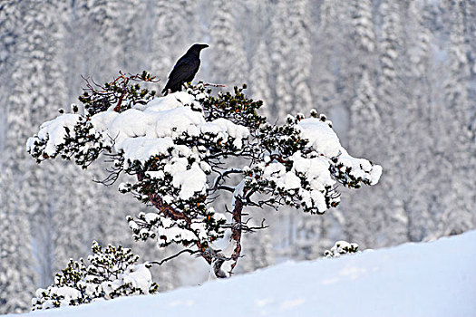 大乌鸦,渡鸦,积雪,树,挪威