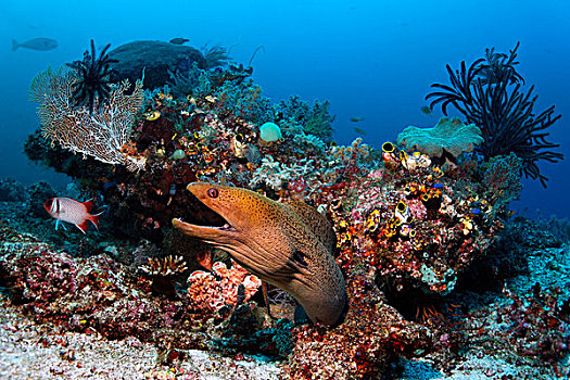 巨大,海鳗,向外看,珊瑚,威胁,态度,珊瑚礁,大堡礁,世界遗产,昆士兰,澳大利亚,太平洋