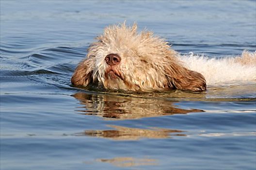 游泳,狗,瑞典