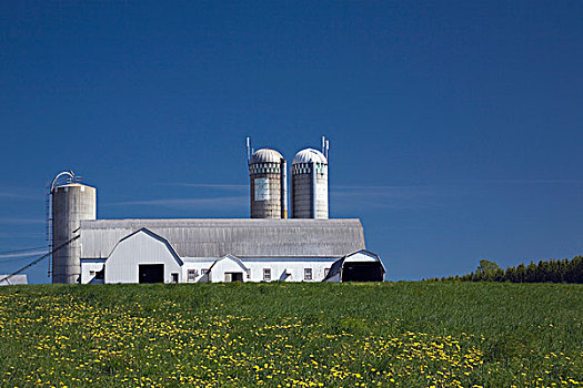 乳牛场,魁北克,加拿大