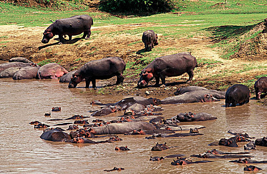 肯尼亚,马塞马拉野生动物保护区,牧群,河马,马拉河