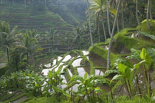 阶梯状,稻田,地点,区域,巴厘岛,印度尼西亚