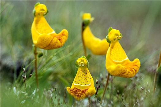 黄花,托雷德裴恩国家公园,智利