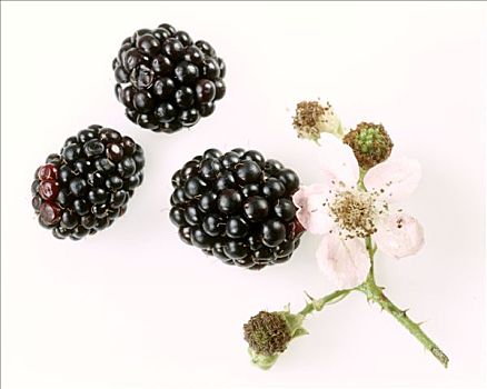 三个,黑莓,花