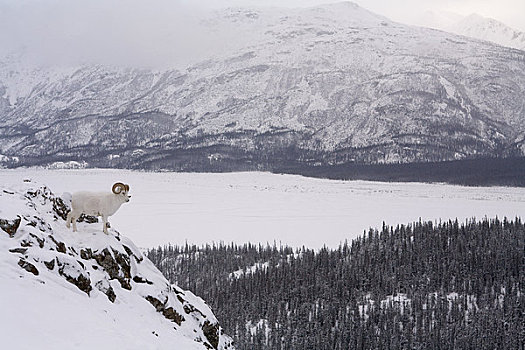 野大白羊,绵羊,山,上方,看,河谷,克卢恩国家公园,育空地区,加拿大