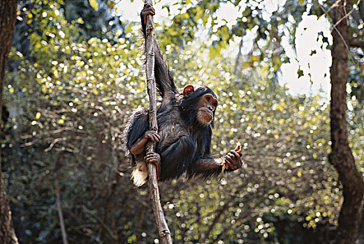 坦桑尼亚,冈贝河国家公园,幼兽,黑猩猩,悬挂,枝头,大幅,尺寸