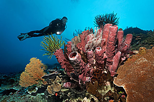 潜水,看,珊瑚礁,多样,海洋,百合,海百合纲,红色,海绵,大堡礁,太平洋,澳大利亚,大洋洲