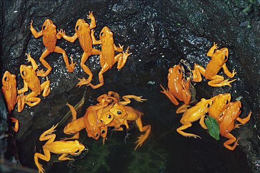 蟾蜍,饲养,灭绝,蒙特维多云雾森林自然保护区,哥斯达黎加