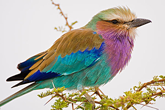 非洲,坦桑尼亚,紫胸佛法僧鸟,塔兰吉雷国家公园