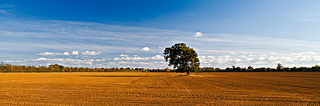 英格兰,格洛斯特郡,靠近,全景,孤树,耕地