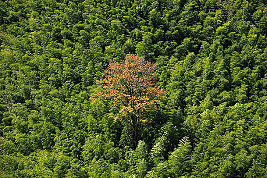 山,竹林,植被