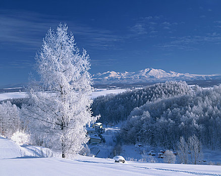 霜,树,山