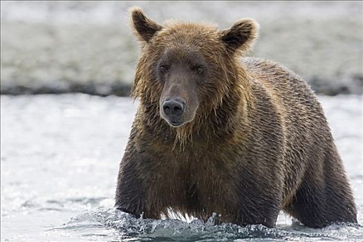 大灰熊,棕熊,站在水中